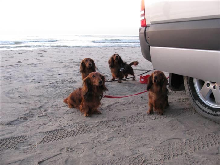 Dværggravhund Frida - Tversted Strand 2009 billede 6