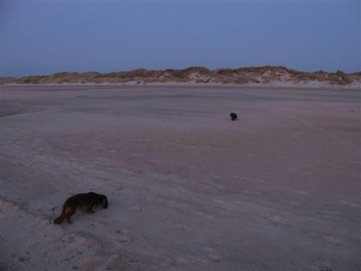Dværggravhund Frida - Tversted Strand 2009 billede 7