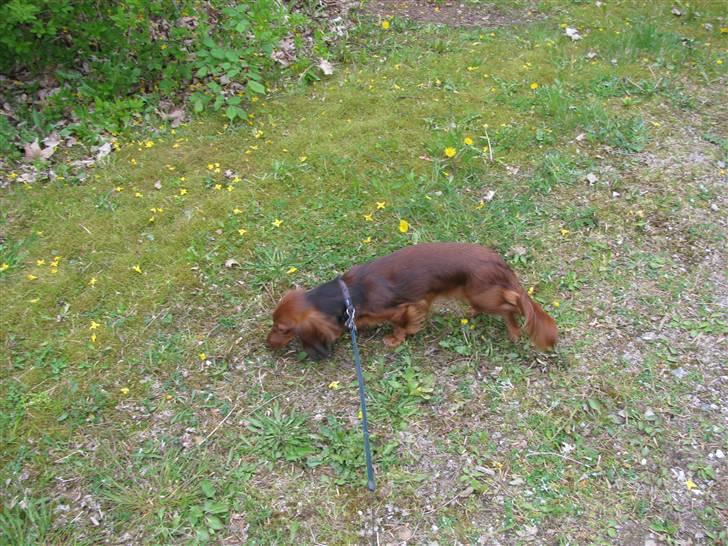 Dværggravhund Frida billede 8