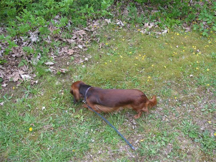 Dværggravhund Frida billede 9