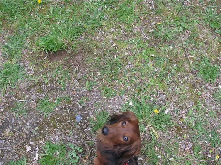 Dværggravhund Viktor billede 19