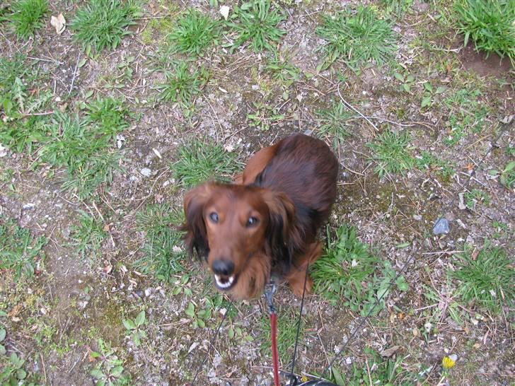 Dværggravhund Viktor billede 20