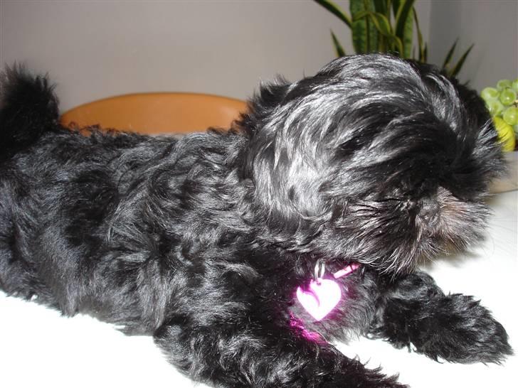 Shih tzu Taybes Coco|Solgt billede 13