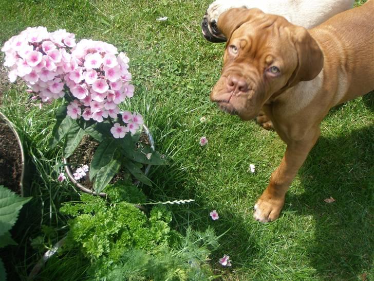 Dogue de bordeaux Viola- Batida Coco  - Mor, jeg er slet ikke ved at spise dine blomster.. billede 17