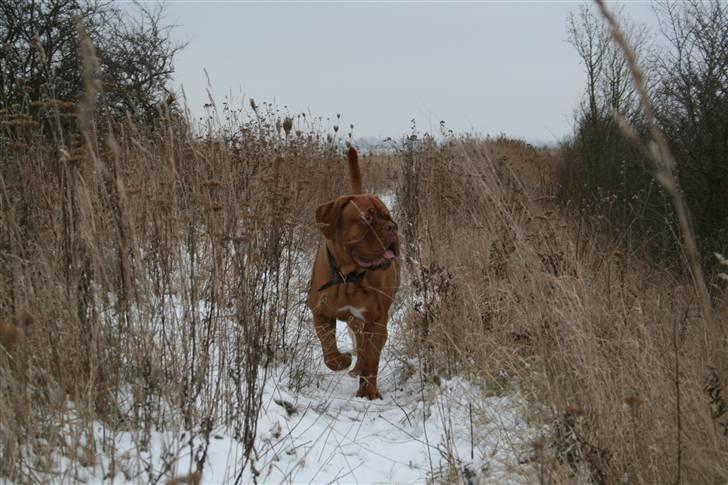 Dogue de bordeaux Viola- Batida Coco  - NYT!! Hygge i lidt sne. 10 mdr billede 18