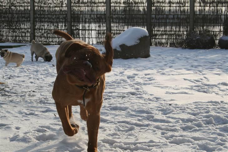 Dogue de bordeaux Viola- Batida Coco  - NYT!! Gummifjæææææææææs billede 19