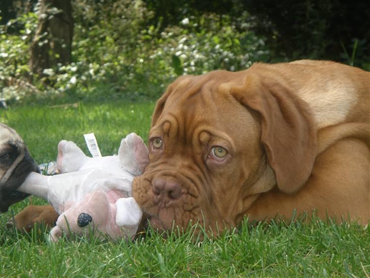 Dogue de bordeaux Viola- Batida Coco  - Er jeg ikke yndig? billede 20