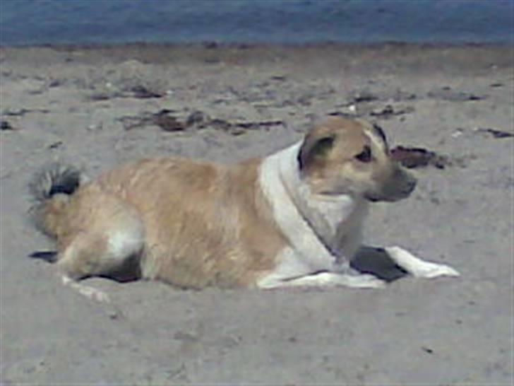 Blanding af racer Gismo billede 11