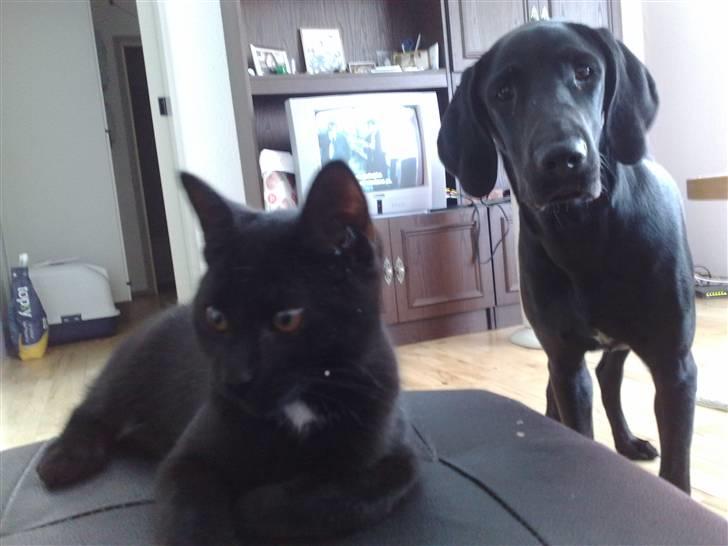 Blanding af racer Kudi billede 4