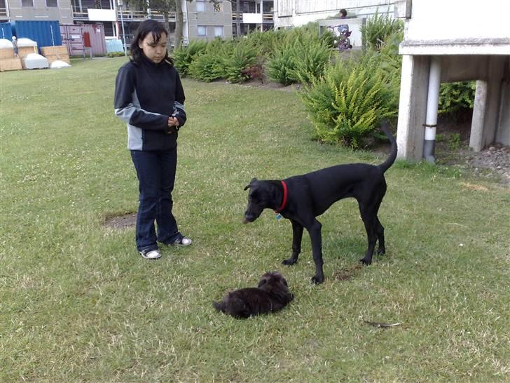 Blanding af racer Kudi billede 5