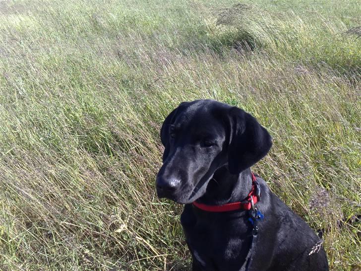 Blanding af racer Kudi billede 6