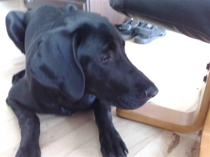 Blanding af racer Kudi billede 7