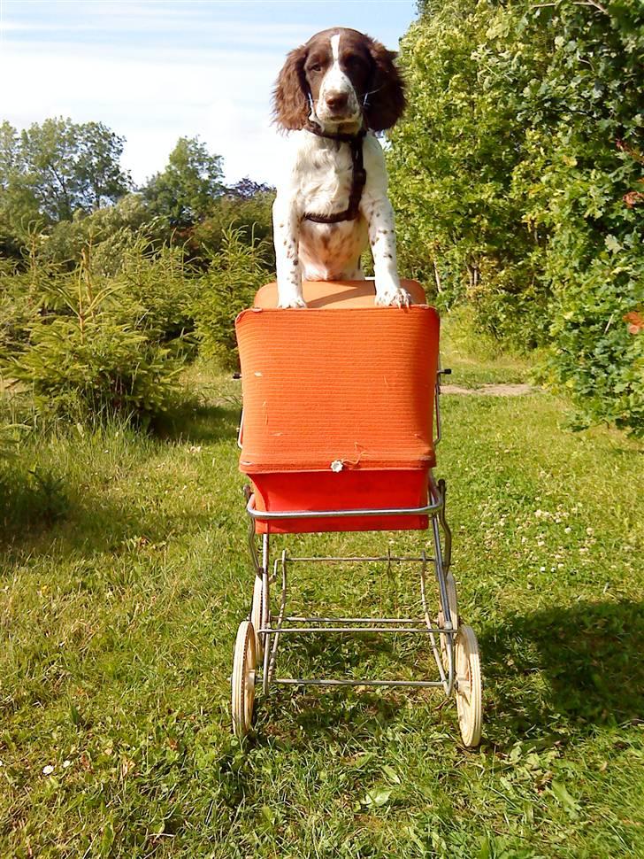 Blanding af racer Minne Sota - Velkommen til Sota´s profil læg meget gerne en kommentar + bedømmelse:D Vi besøger altid igen :D billede 1