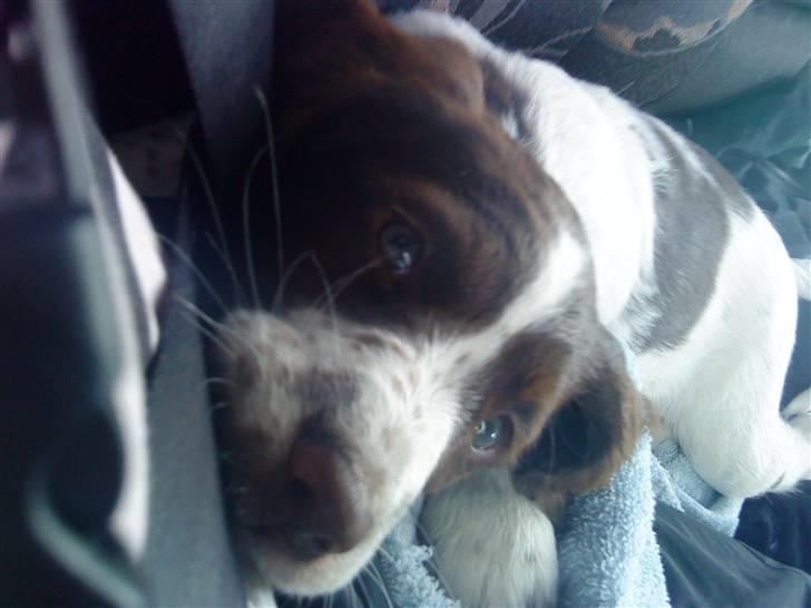 Blanding af racer Minne Sota - #2 Nurrh.. På vej hjem fra den lange køre tur:D Foto: Federica Bertucci billede 2