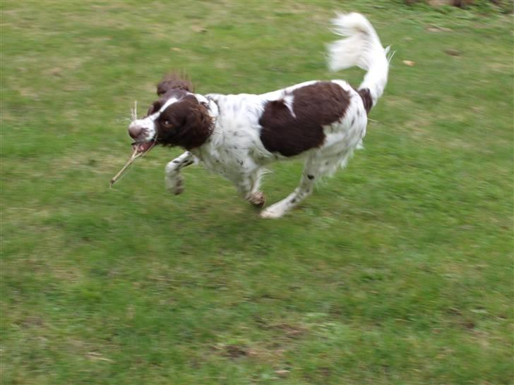 Blanding af racer Minne Sota - #3 Gud hvor har du bare ændret dig siden den gang :D er på vej hjem til os :D Foto: Federica Bertucci billede 3