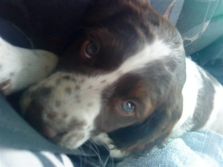 Blanding af racer Minne Sota - #4 På vej hjem til os :D nurr hvor r du bare sød !!<3 Foto: Federica Bertucci :D billede 4