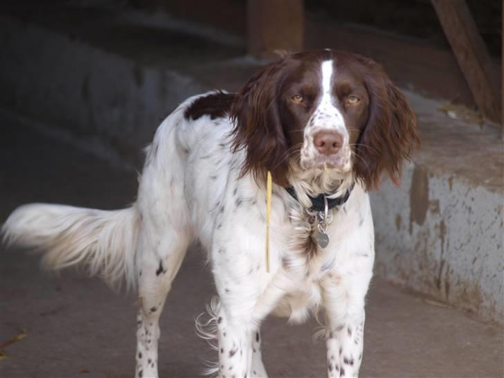 Blanding af racer Minne Sota - #5 Haaha Elsker bare det billede:D du så sød Sota :Dhah:´) Foto: Federica Bertucci :D billede 5