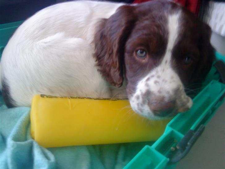 Blanding af racer Minne Sota - #6 Sød, sødere, sødest Foto: Federica Bertucci :D billede 6