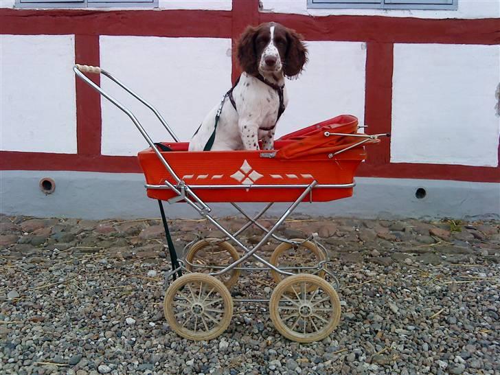 Blanding af racer Minne Sota - #8 Nurrh hvor er du kære :´) <3 syndes nu at den røde barne vogn klær hende:D<3 Foto: Federica Bertucci  billede 8