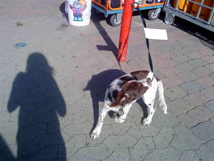 Blanding af racer Minne Sota - #9 Første gang hun var i byen:D her ser man så Sota der jagter et parpir hun er der godt på vej (altså med det der jagt hallojsa) ;D Foto: Federica Bertucci :D billede 9