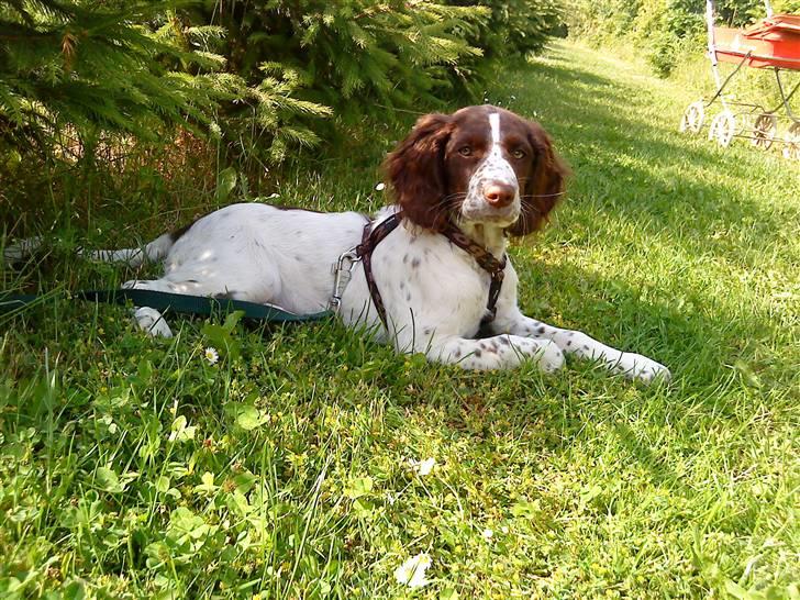 Blanding af racer Minne Sota - #10 Fuck , hvor er du bare S.M.U.K !<3Foto: Federica Bertucci  billede 10