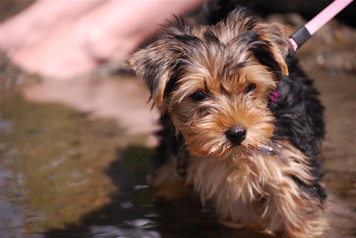 Yorkshire terrier Ella billede 1