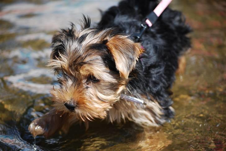 Yorkshire terrier Ella billede 2