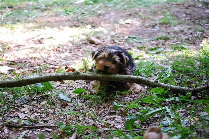 Yorkshire terrier Ella billede 3