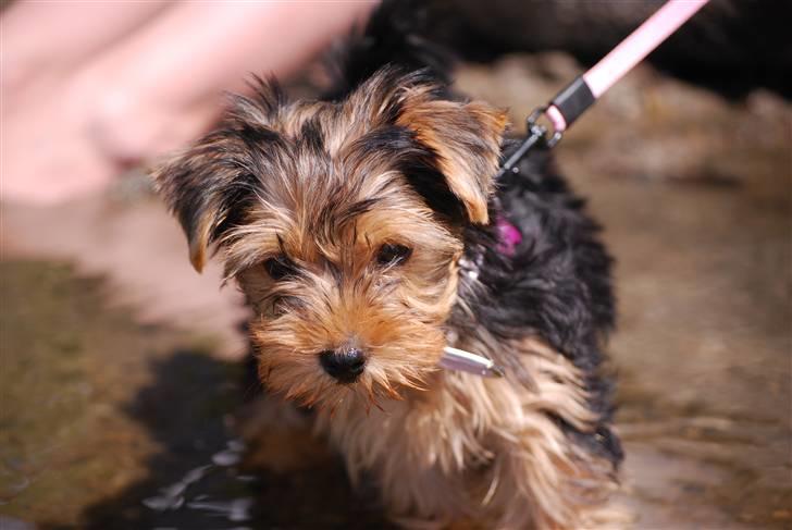 Yorkshire terrier Ella - hun elsker vand :) billede 4