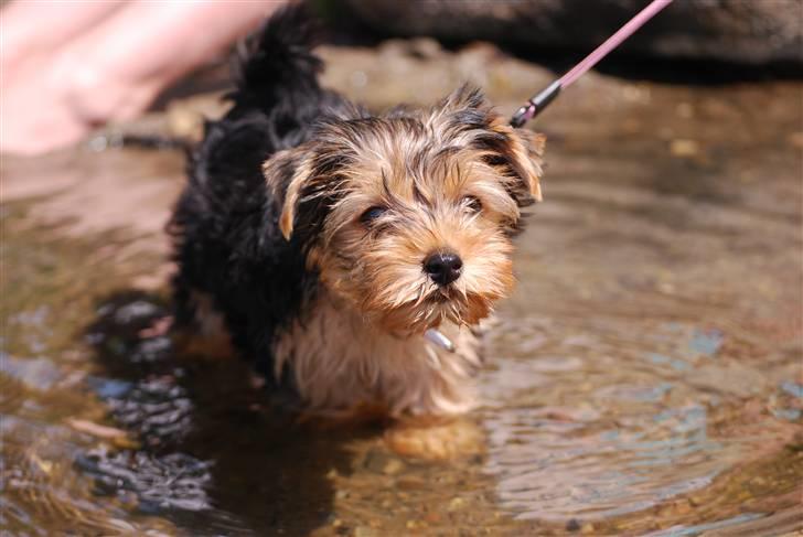Yorkshire terrier Ella billede 5