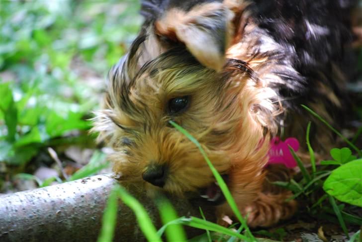Yorkshire terrier Ella billede 6