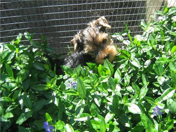Yorkshire terrier Ella billede 7