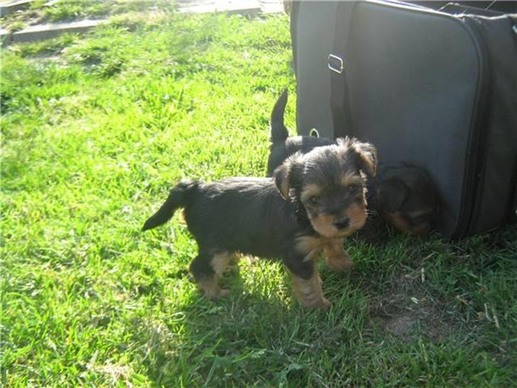 Yorkshire terrier Ella - ella 6-7uger gammel  billede 8