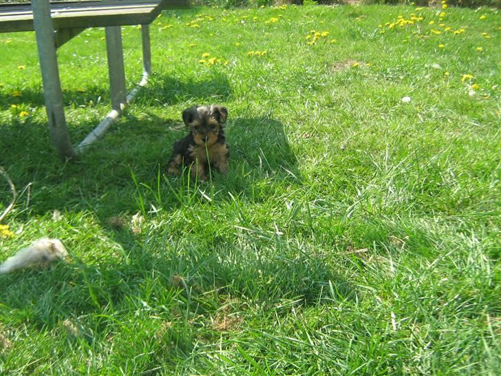 Yorkshire terrier Ella billede 9