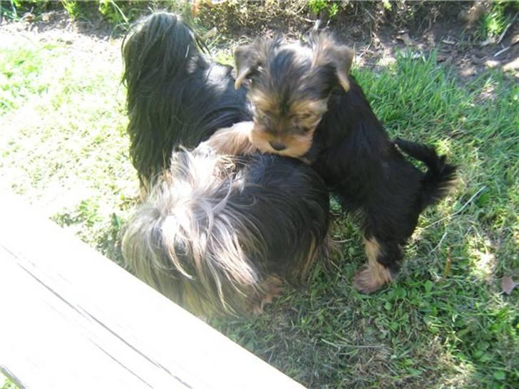 Yorkshire terrier Ella - ella sammen med sin mor :D billede 10