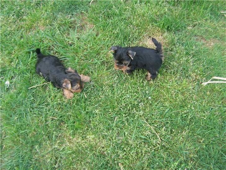 Yorkshire terrier Ella billede 11