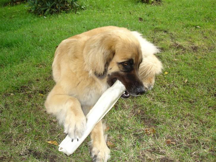 Leonberger malou R.I.P du er elsket og savnet min pige  billede 10