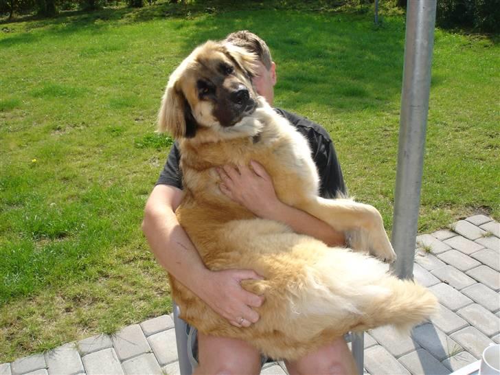 Leonberger malou R.I.P du er elsket og savnet min pige  billede 11