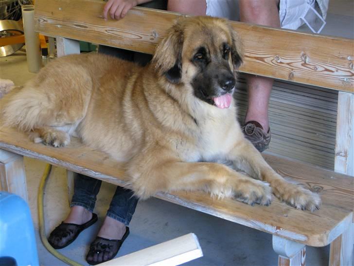 Leonberger malou R.I.P du er elsket og savnet min pige  billede 12
