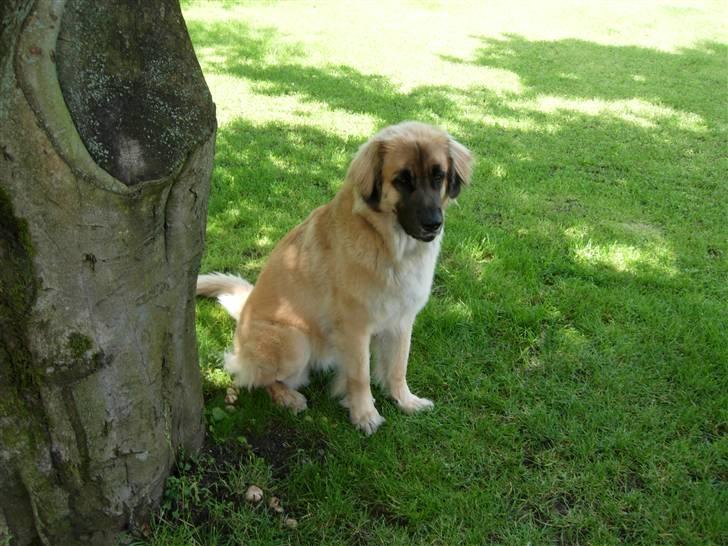 Leonberger malou R.I.P du er elsket og savnet min pige  billede 13