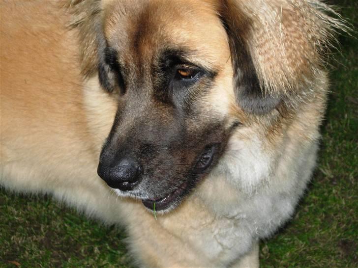Leonberger malou R.I.P du er elsket og savnet min pige  billede 14