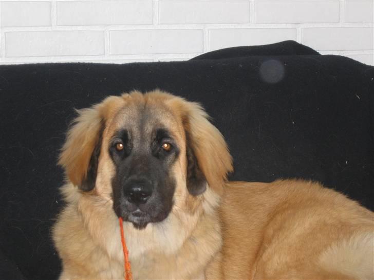 Leonberger malou R.I.P du er elsket og savnet min pige  billede 15