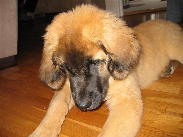 Leonberger malou R.I.P du er elsket og savnet min pige  billede 16