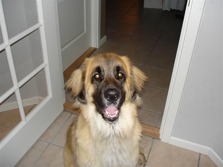 Leonberger malou R.I.P du er elsket og savnet min pige  billede 17