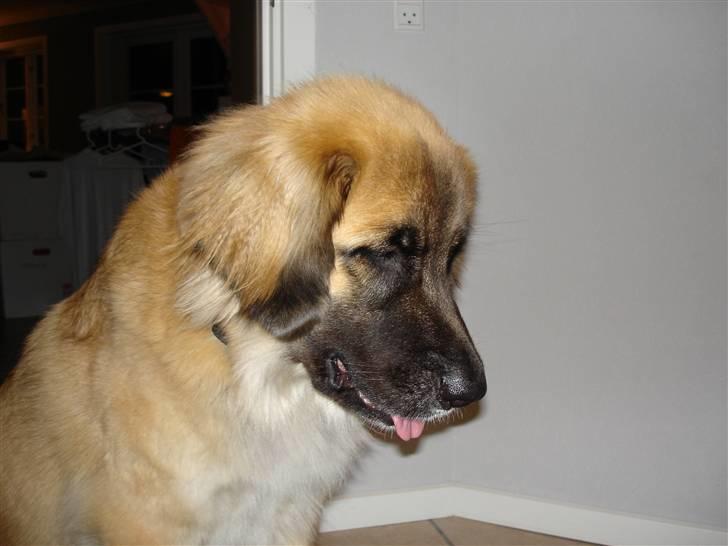 Leonberger malou R.I.P du er elsket og savnet min pige  billede 18