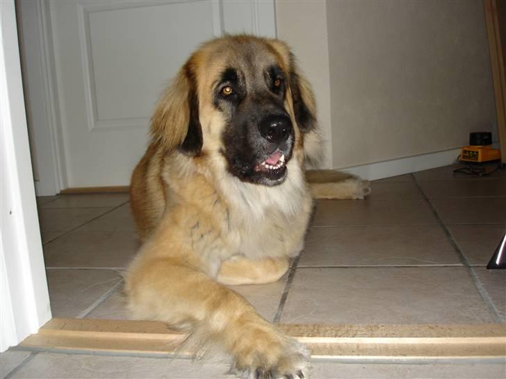Leonberger malou R.I.P du er elsket og savnet min pige  billede 19