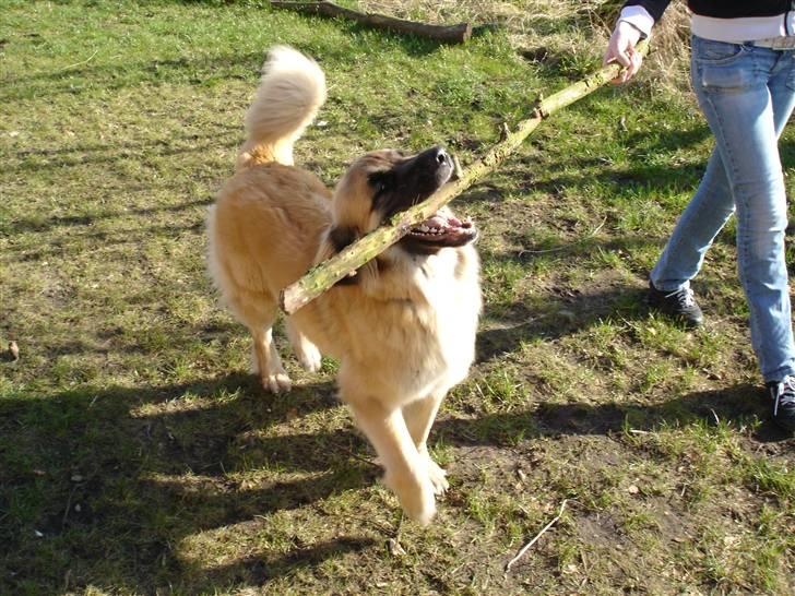 Leonberger malou R.I.P du er elsket og savnet min pige  billede 20