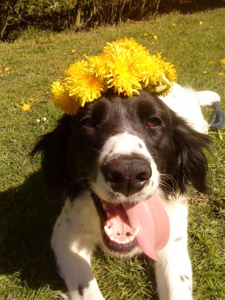 Blanding af racer Mollie TYKKE<3 - Sommer og mælkebøtter! billede 15