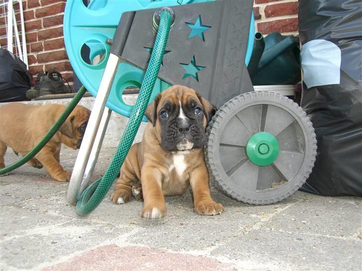 Boxer Rocko - 4uger og 3 dage. billede 2
