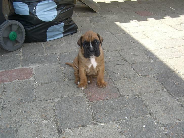 Boxer Rocko - 4uger og 3 dage. billede 3
